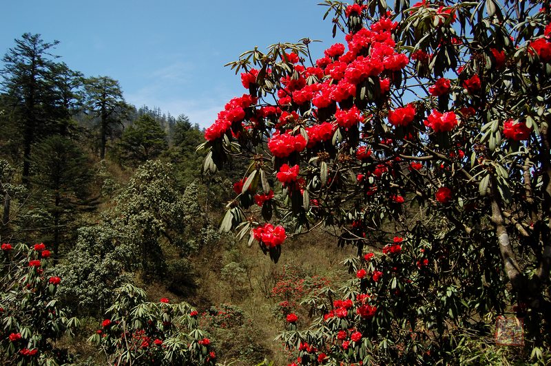 杜鵑溝 杜鵑溝