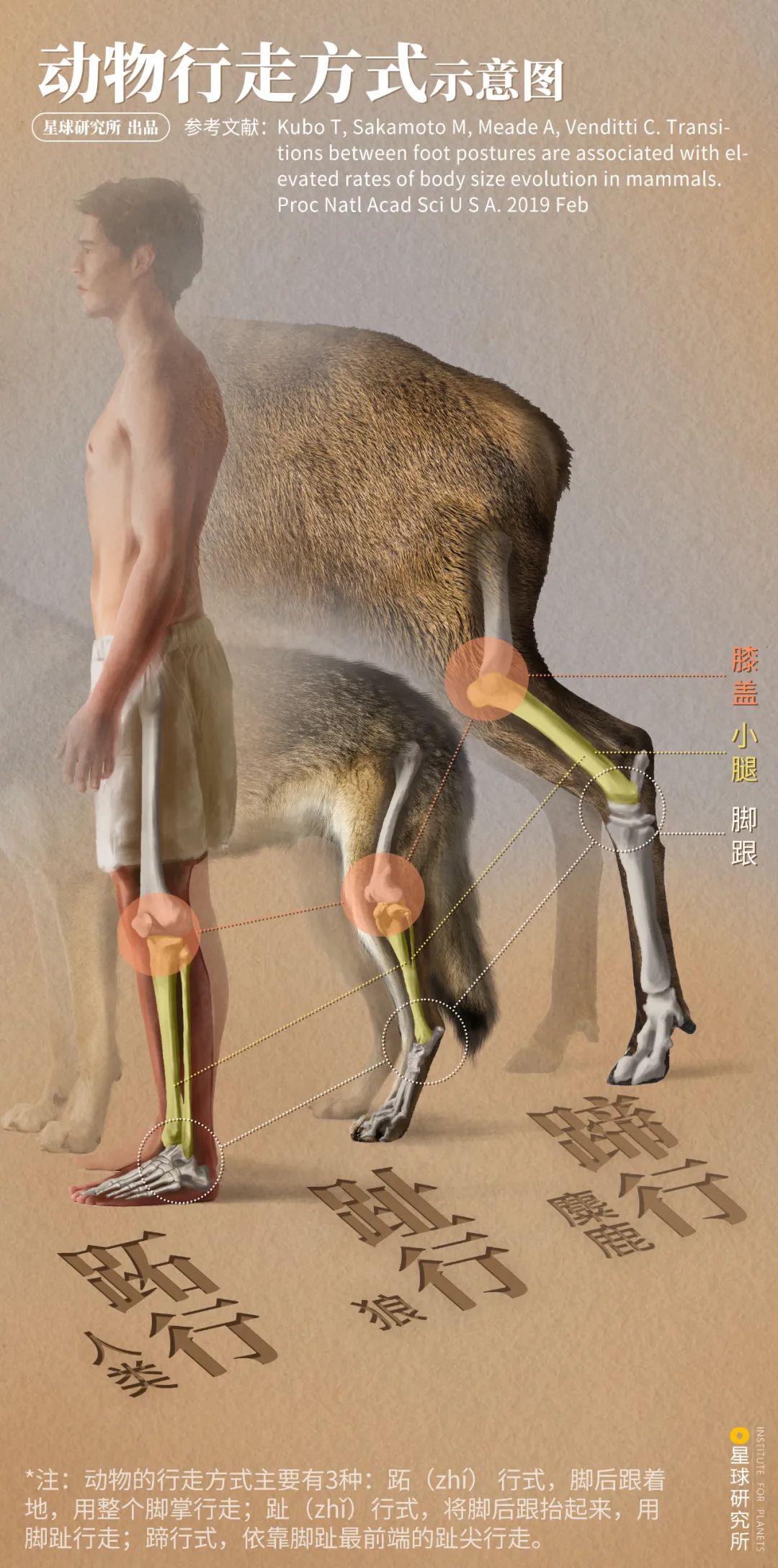 看！中國最壯麗的動物奇觀
