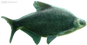 魴魚 魴魚