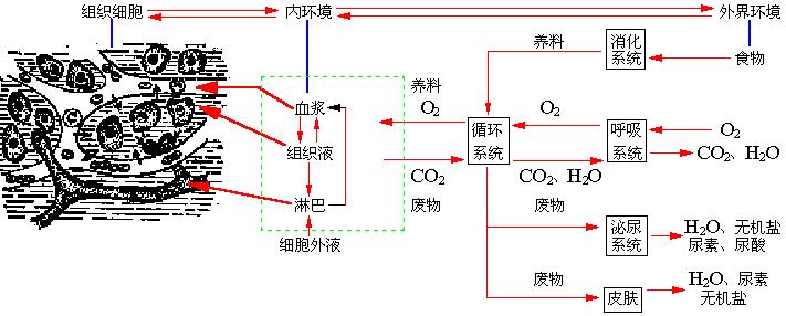 新陳代謝 新陳代謝