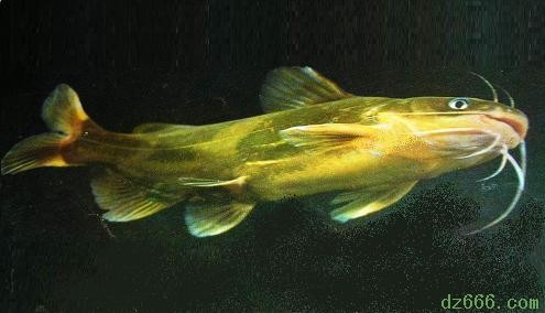 黃顙魚 黃顙魚
