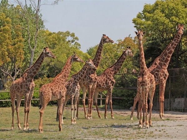 上海野生動物園 上海野生動物園