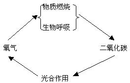 光合作用