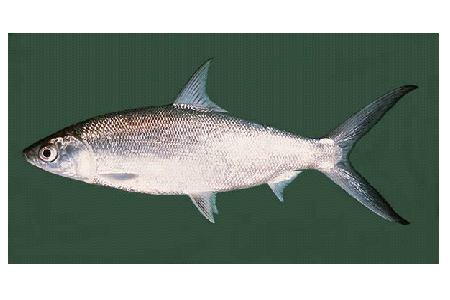 虱目魚 虱目魚