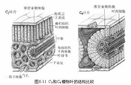 葉片的結構示意圖 葉片的結構示意圖