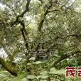 北畔村(廣東省信宜市鎮隆鎮下轄村)