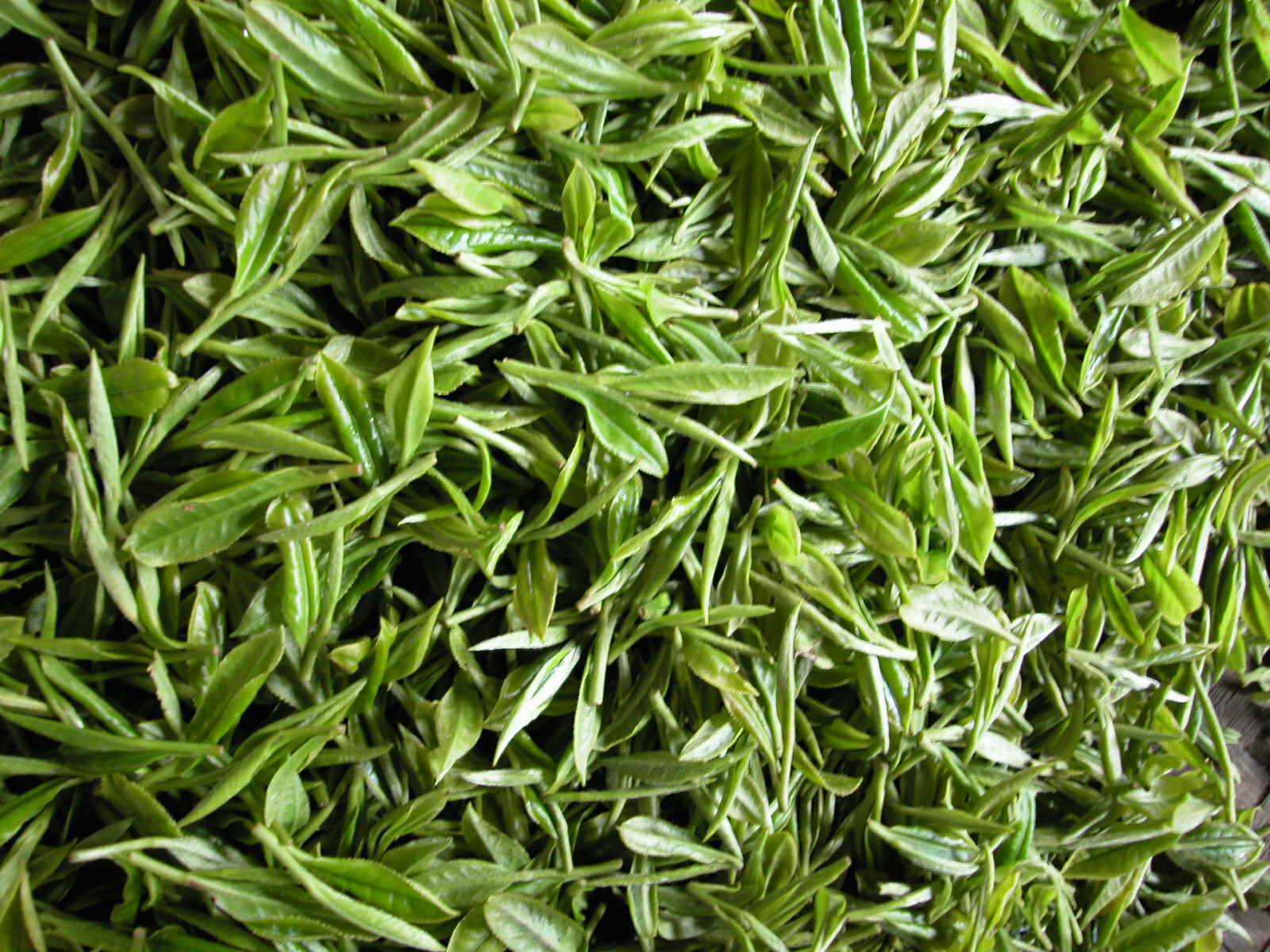 綠茶 綠茶