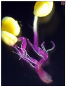花絲 花絲