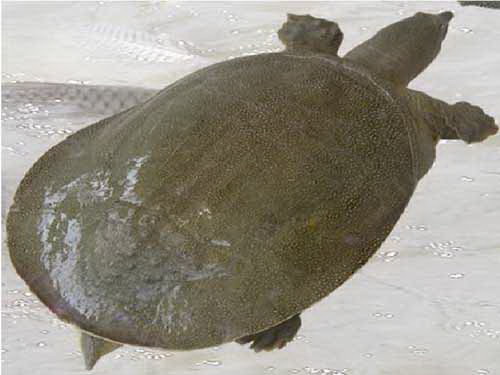 甲魚 甲魚