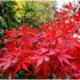 楓樹(無患子目槭樹科植物)