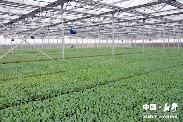 全國無公害蔬菜生產基地 全國無公害蔬菜生產基地