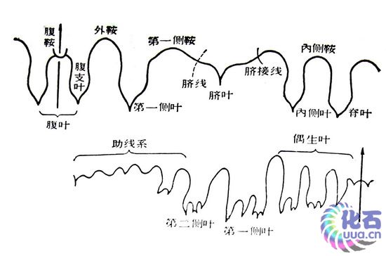 菊石縫合線 菊石縫合線