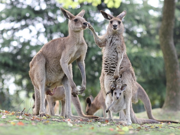 上海野生動物園 上海野生動物園
