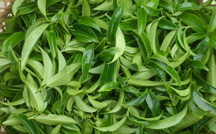 茶葉