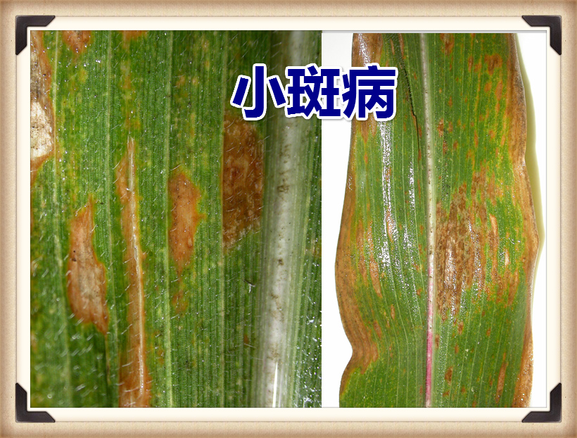 玉米(禾本目禾本科植物) 玉米(禾本目禾本科植物)