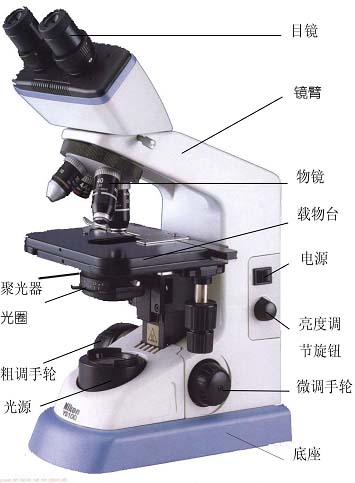 顯微鏡結構圖 顯微鏡結構圖
