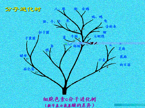 細胞色素c分子進化樹 細胞色素c分子進化樹
