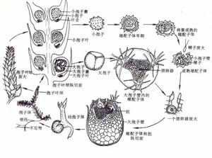 卷柏屬生長史 卷柏屬生長史