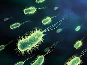 微生物 微生物