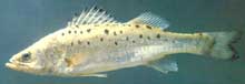 真骨魚類淡水魚 真骨魚類淡水魚