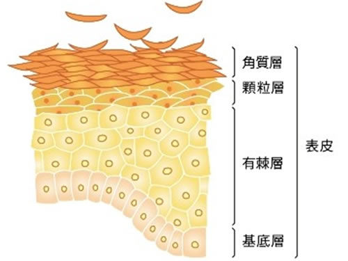 新陳代謝 新陳代謝