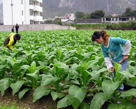 黃瓜花葉病毒(cmv) 黃瓜花葉病毒(cmv)