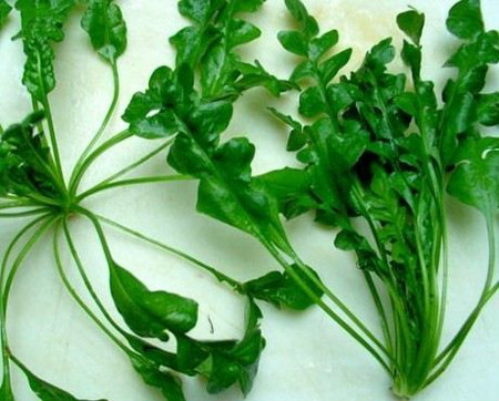 薺菜莖 薺菜莖