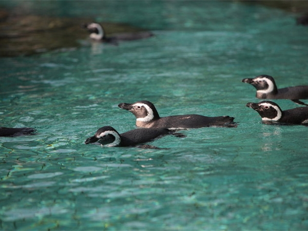 上海野生動物園 上海野生動物園