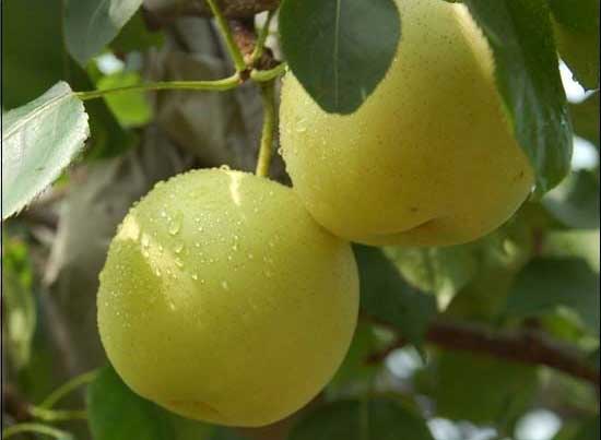 梨果 梨果