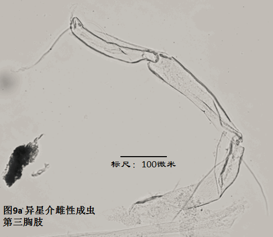 圖9a 圖9a
