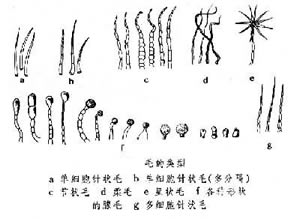 毛的類型 毛的類型