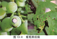 葡萄(葡萄屬植物) 葡萄(葡萄屬植物)
