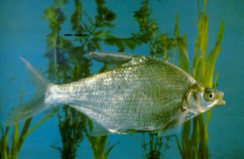 魴魚 魴魚