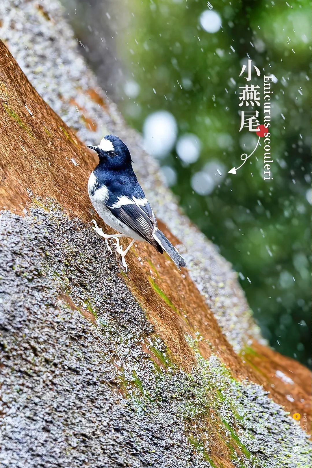 四川滎經：雲上仙城！
