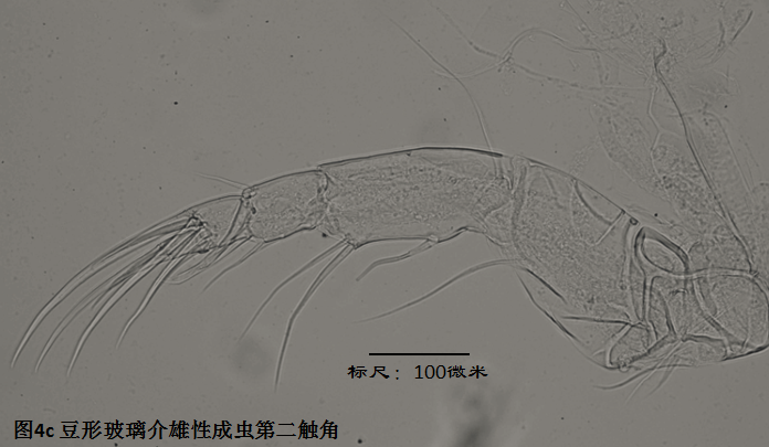 圖4c 圖4c