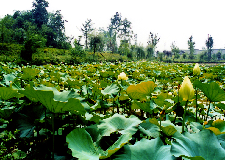 百花潭 百花潭