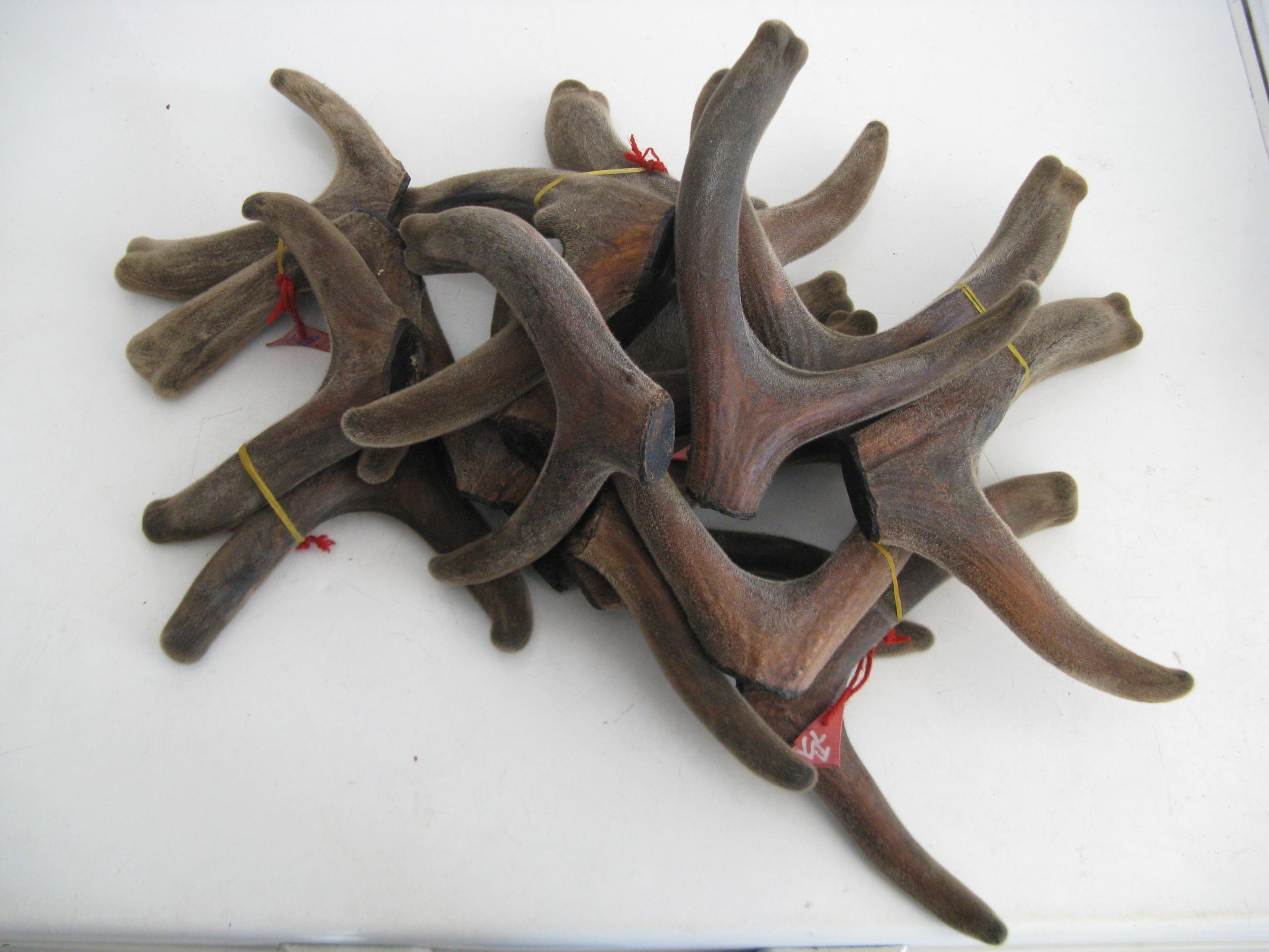 鹿茸(中藥名稱)
