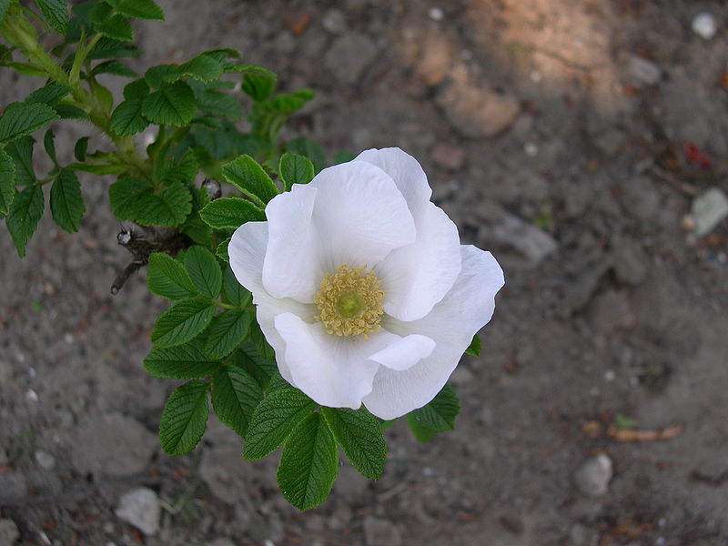 植物學的白玫瑰 rosa rugosa 植物學的白玫瑰 rosa rugosa