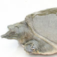 甲魚