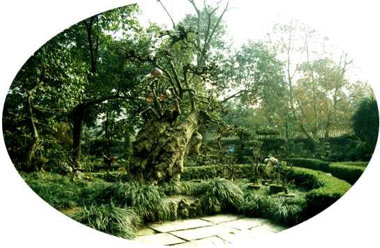 盆景園 盆景園