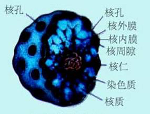 細胞核結構 細胞核結構