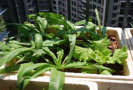 陽台種植油麥菜 陽台種植油麥菜