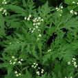 銀膠菊