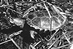紅耳龜(pseudemys scripta elegans) 紅耳龜(pseudemys scripta elegans)