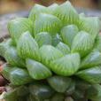 玉露(多肉植物物種)