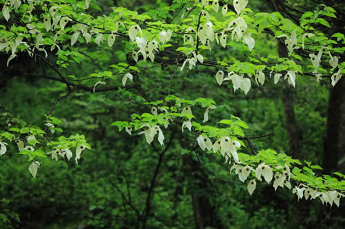 鴿子花 鴿子花