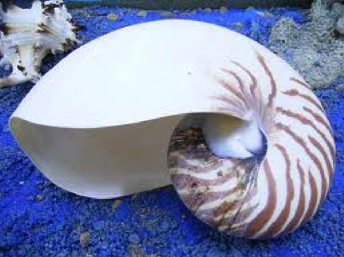 海洋無脊椎動物 海洋無脊椎動物
