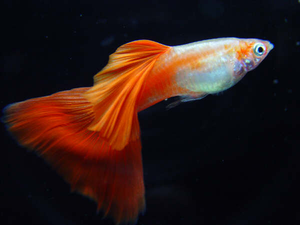 觀賞魚:孔雀魚 觀賞魚:孔雀魚