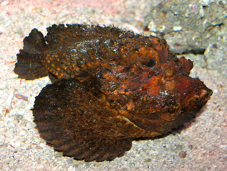 石頭魚 石頭魚