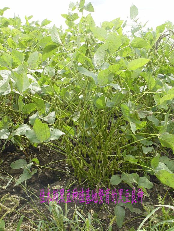黑豆種植 黑豆種植